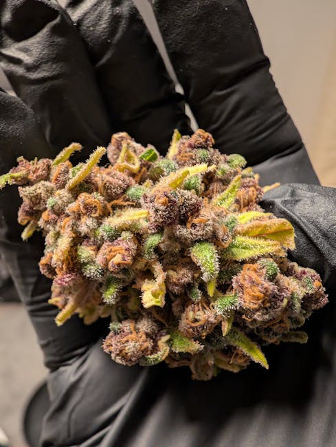 Покупка наркотиков в Минске онлайн и оффлайн методы и особенности