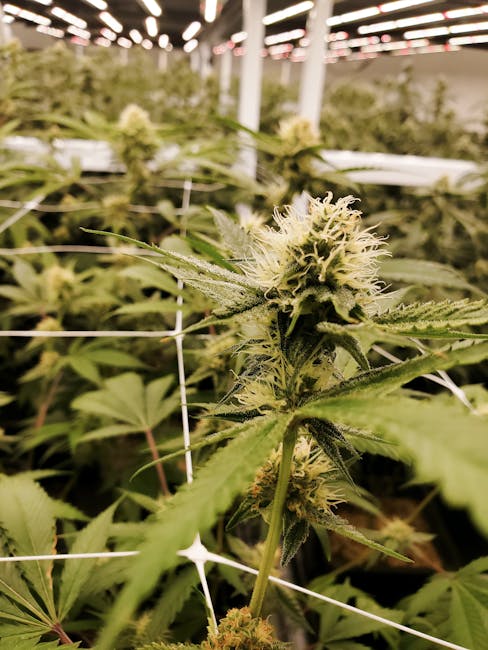 Легальные наркотические средства и их приобретение