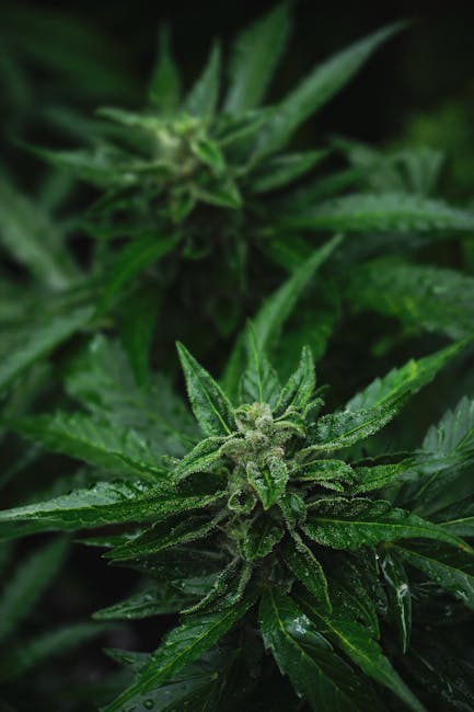 Покупка спайса в Краснодаре и его правовой статус в России