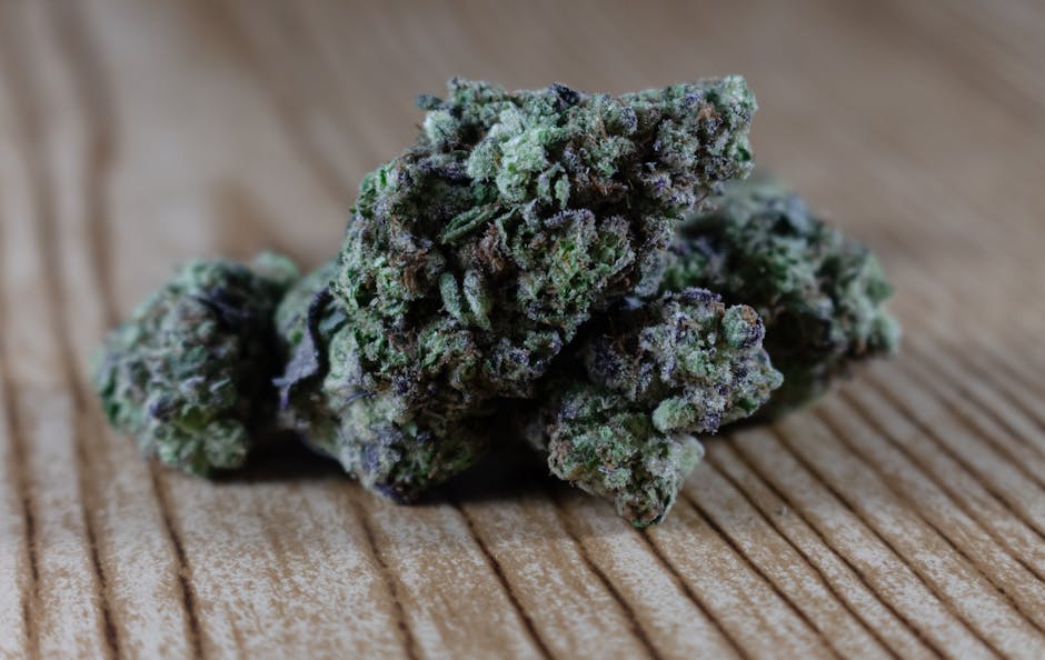 Семена конопли из Чуйской долины