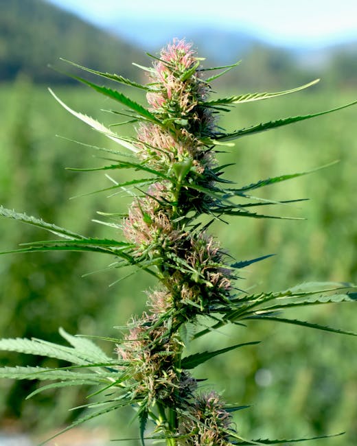 Спайс и его опасность для здоровья и общества