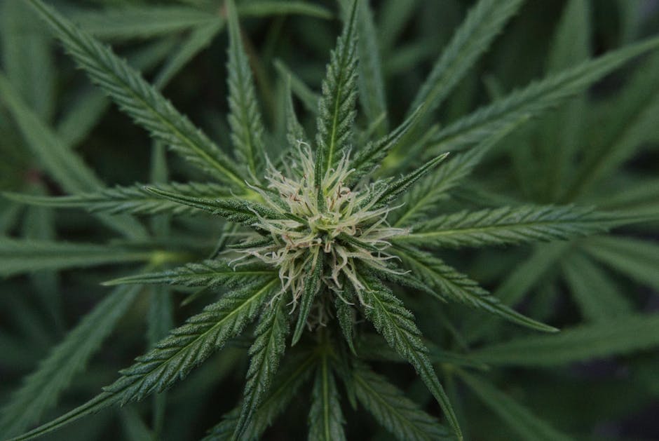 Семена конопли Auto G14 feminised от Fast Buds