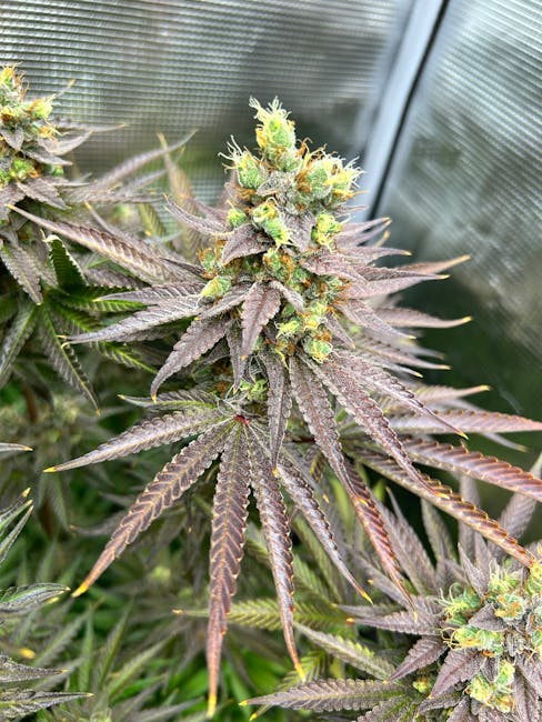 Купить семена конопли в Новосибирске