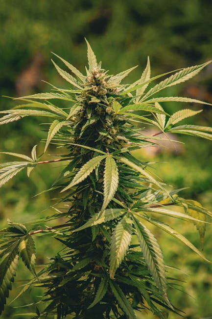 Выбор Семян Марихуаны для Успешного Урожая