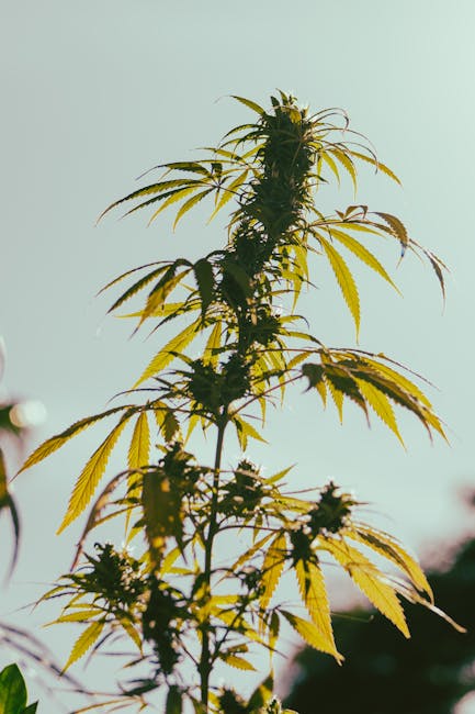 Цена на семена конопли