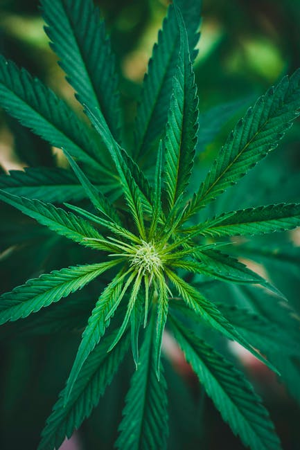 Семена марихуаны и их свойства и цены