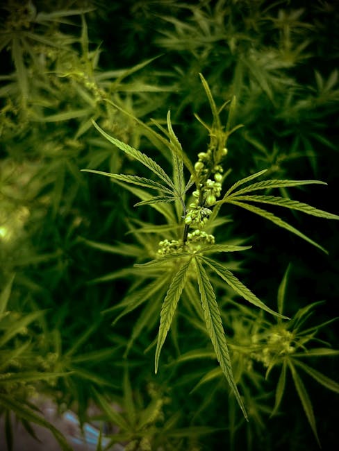 Семена конопли полезные свойства и кулинарные идеи