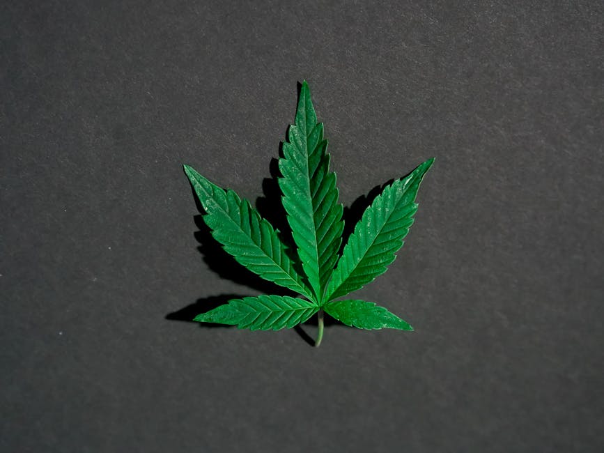 Семена конопли Blue Fire feminised от Humboldt Seeds