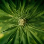 Семена конопли Auto Somango x Blueberry feminised Ganja Seeds img-2137.jpg