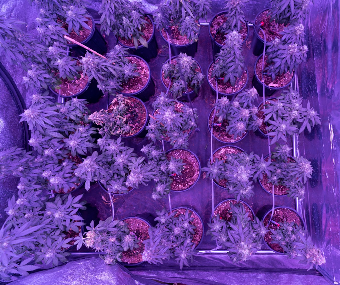 Сорт конопли Silver Jack feminised от Seedmakers Seeds