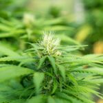 Приобретение гашиша в Санкт-Петербурге и его свойства img-2201.jpg