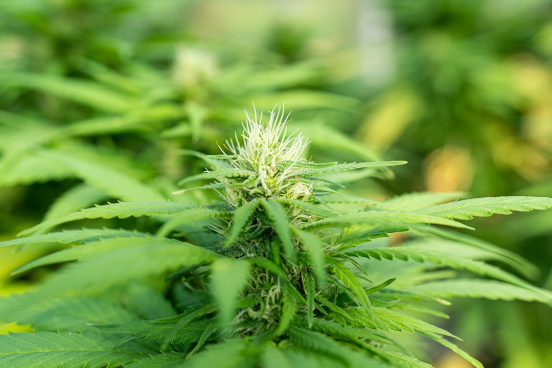 Приобретение гашиша в Санкт-Петербурге и его свойства