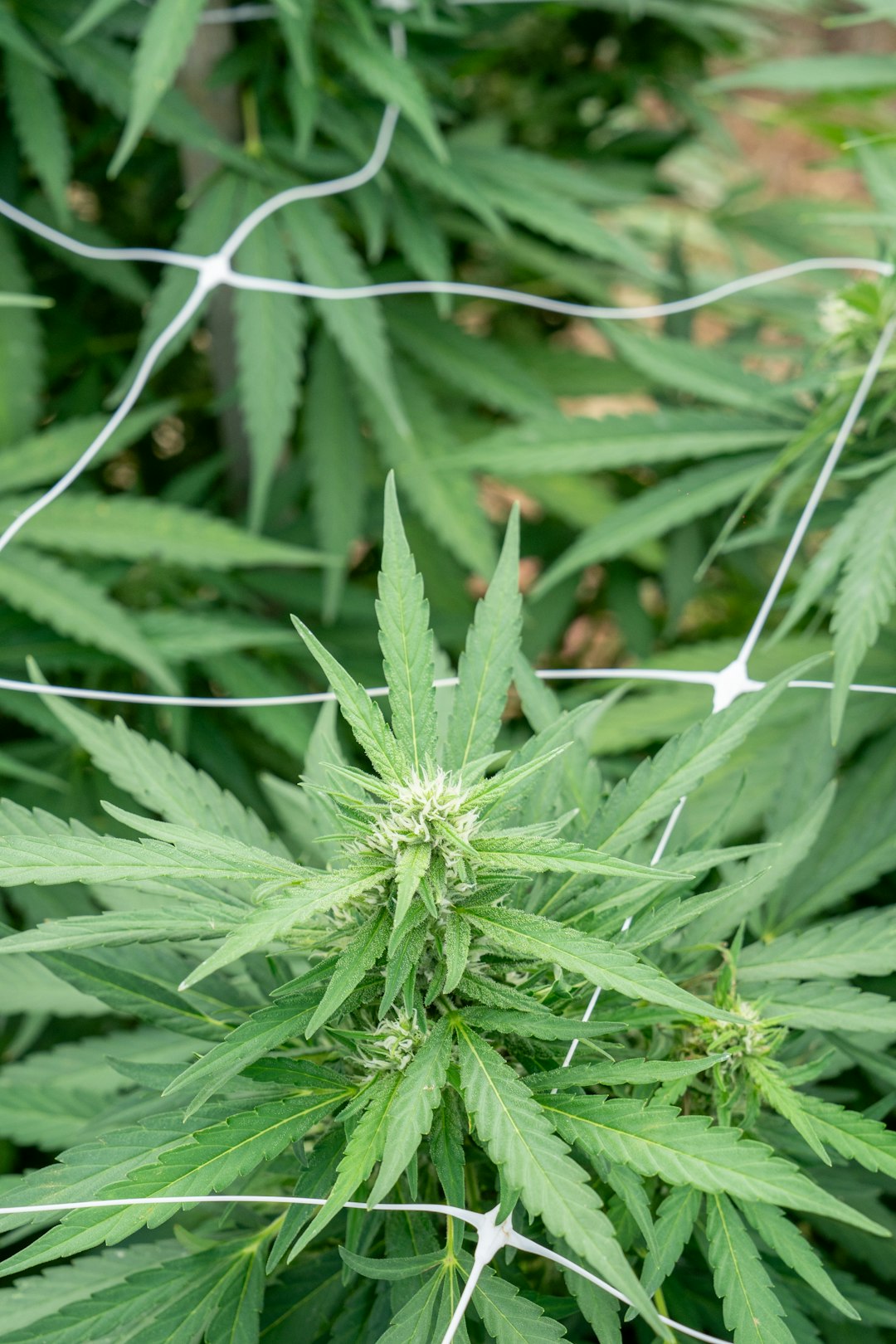 Преимущества и Особенности Феминизированных Автоцветущих Семян Конопли