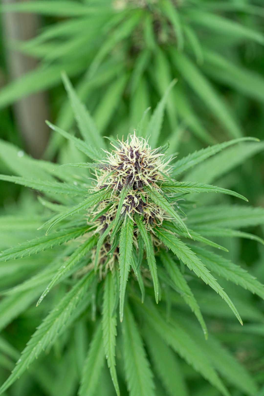 Купить спайс в Краснодаре и правовой статус в России