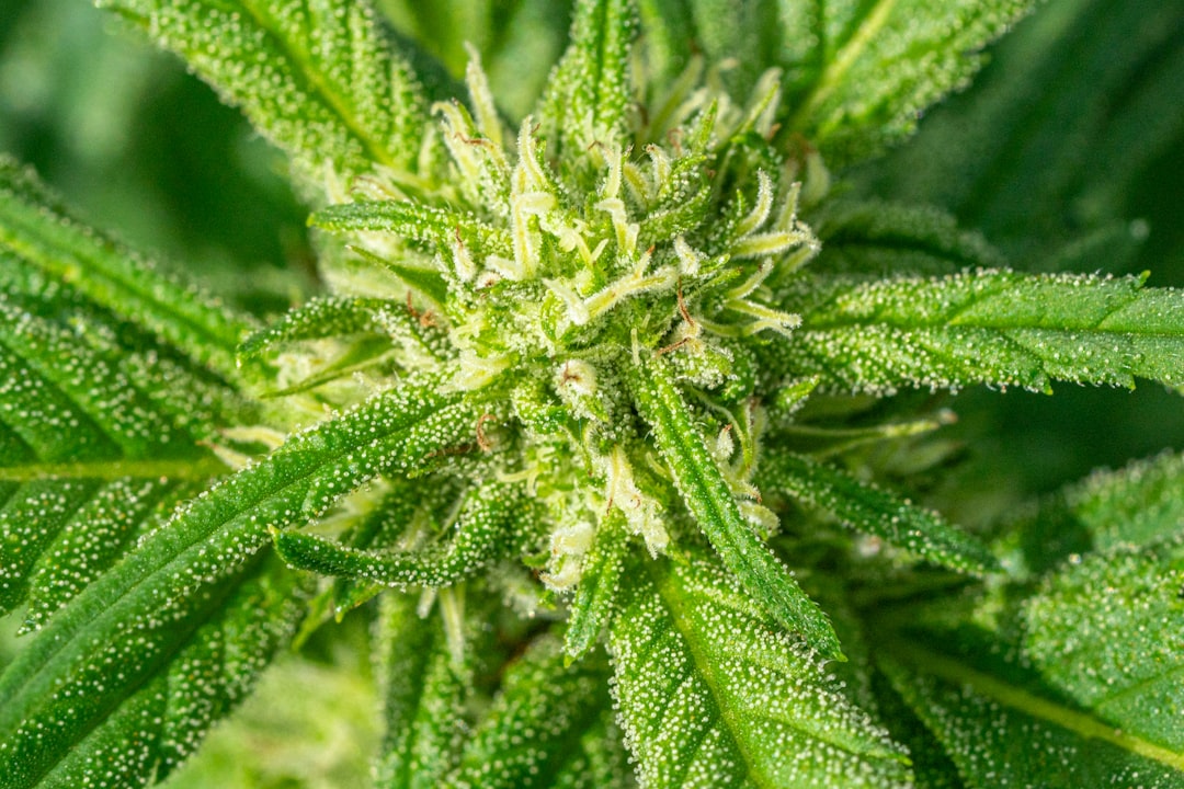 Сорт конопли Three Blue Kings от Humboldt Seeds