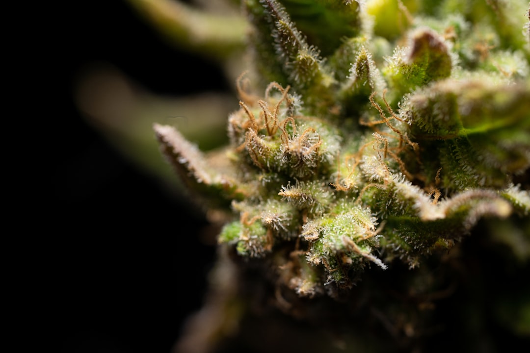 Проращивание семян конопли в торфяных таблетках пошаговое руководство