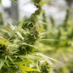 Купить гашиш онлайн img-2251.jpg