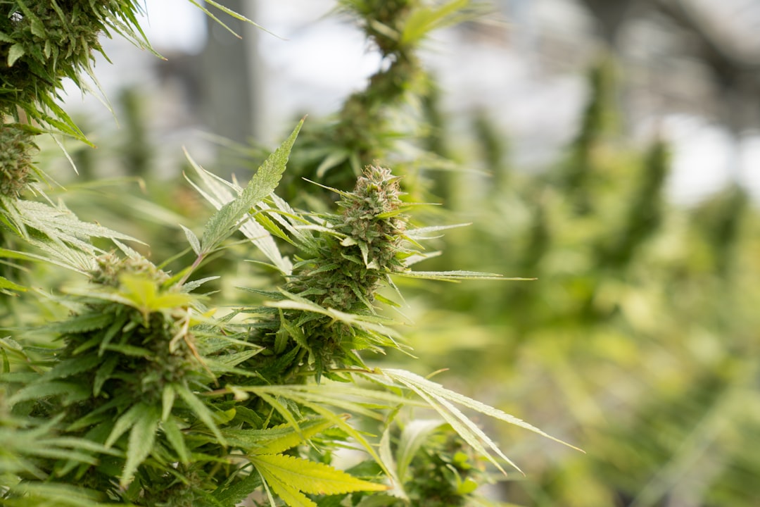 Купить гашиш онлайн