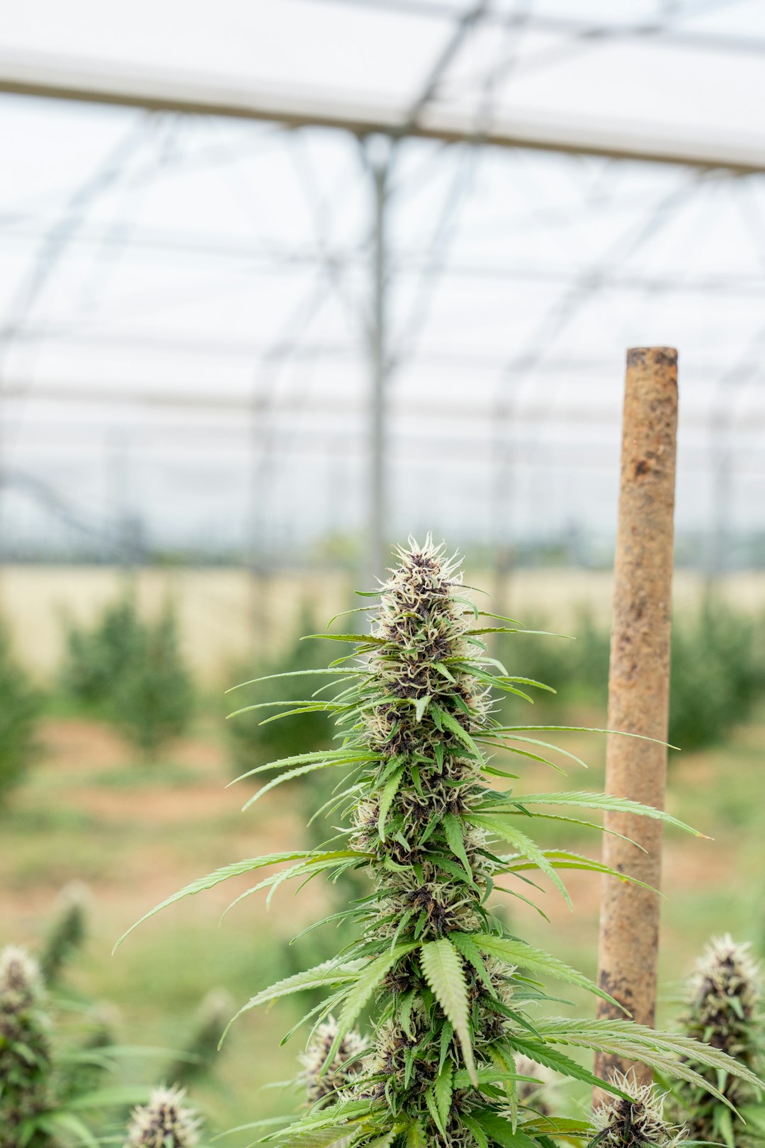 Семена марихуаны в Санкт-Петербурге свойства и приобретение