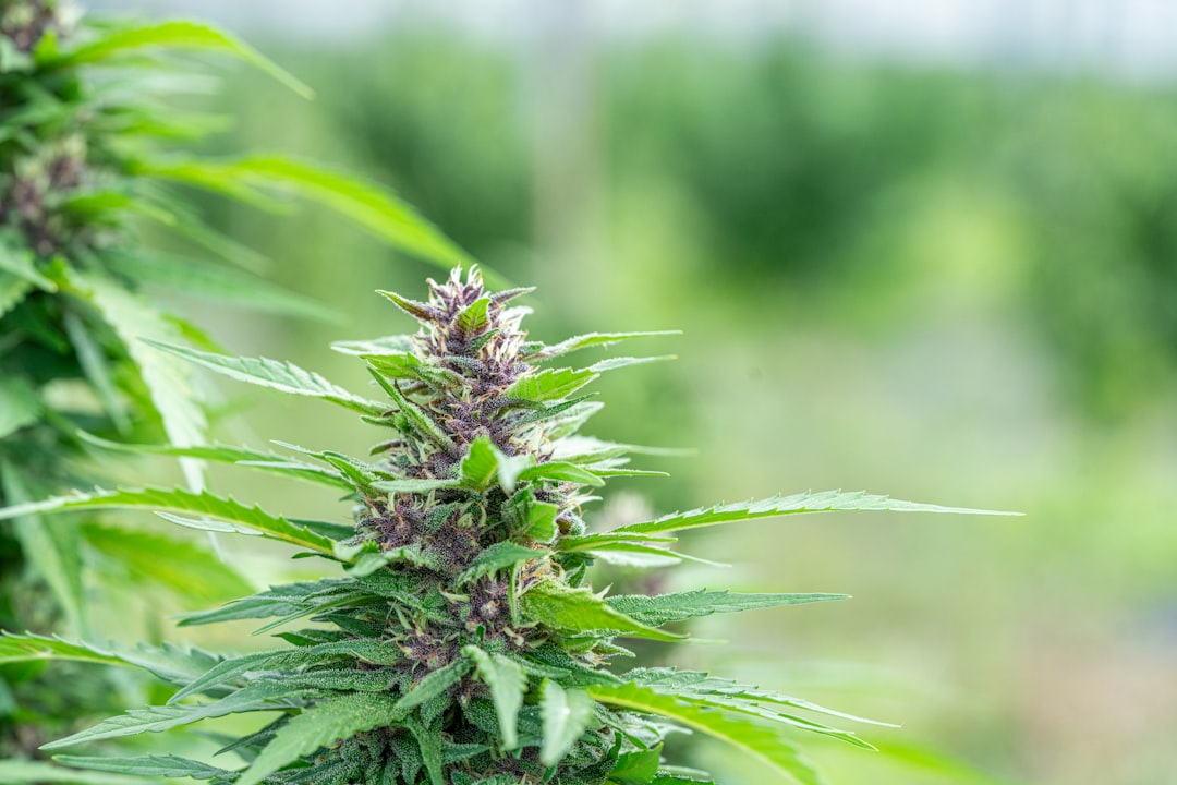 Семена конопли AK 49 feminised описание и характеристики