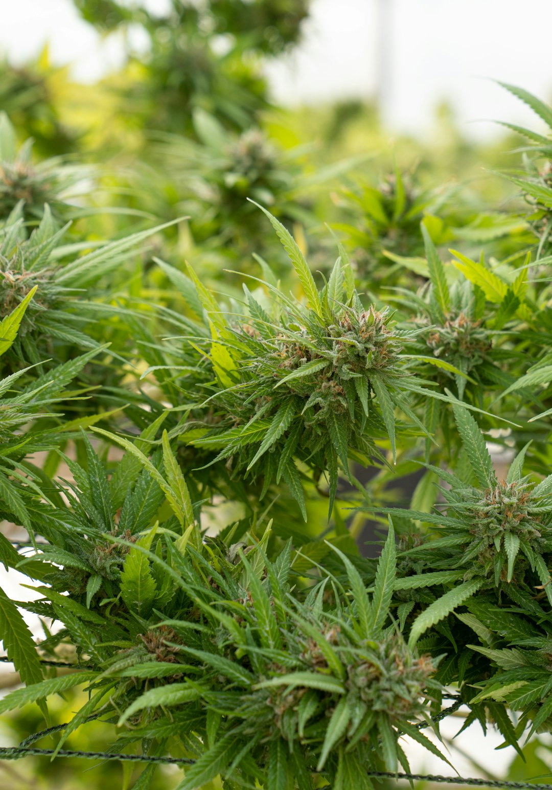 Лечебные свойства конопли и ее применение в медицине