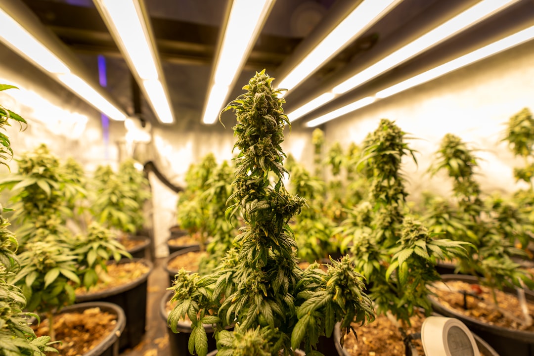 Наркотические вещества гашиш бошки и СК свойства и продажа