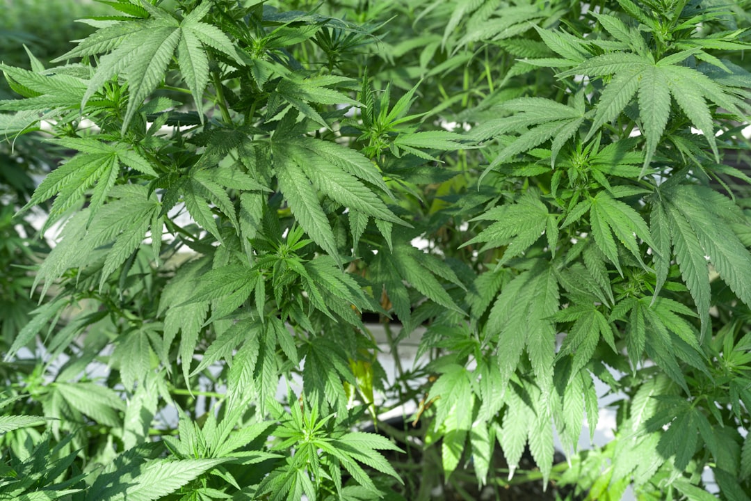 Покупка семян конопли онлайн: преимущества и рекомендации