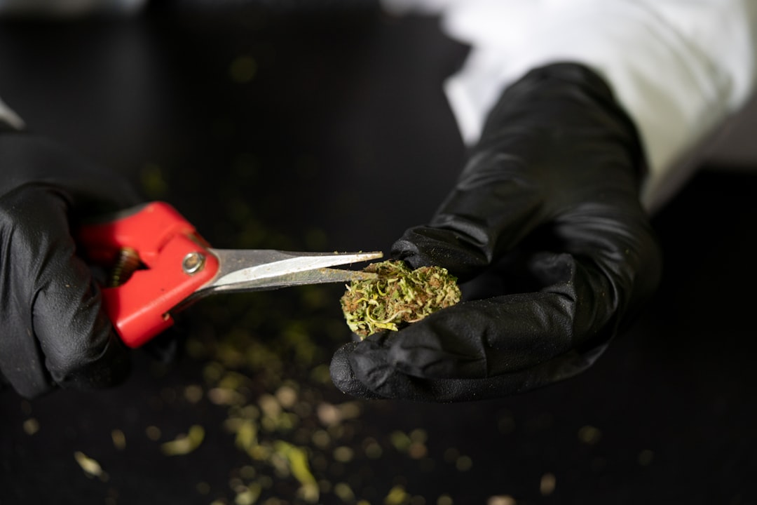 Терапевтические свойства и применение каннабиса в медицине