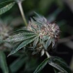 Гидропонное выращивание конопли индор img-2333.jpg