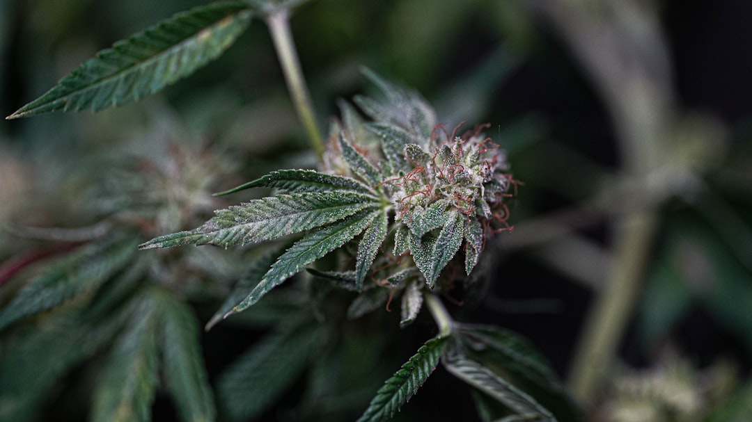 Гидропонное выращивание конопли индор