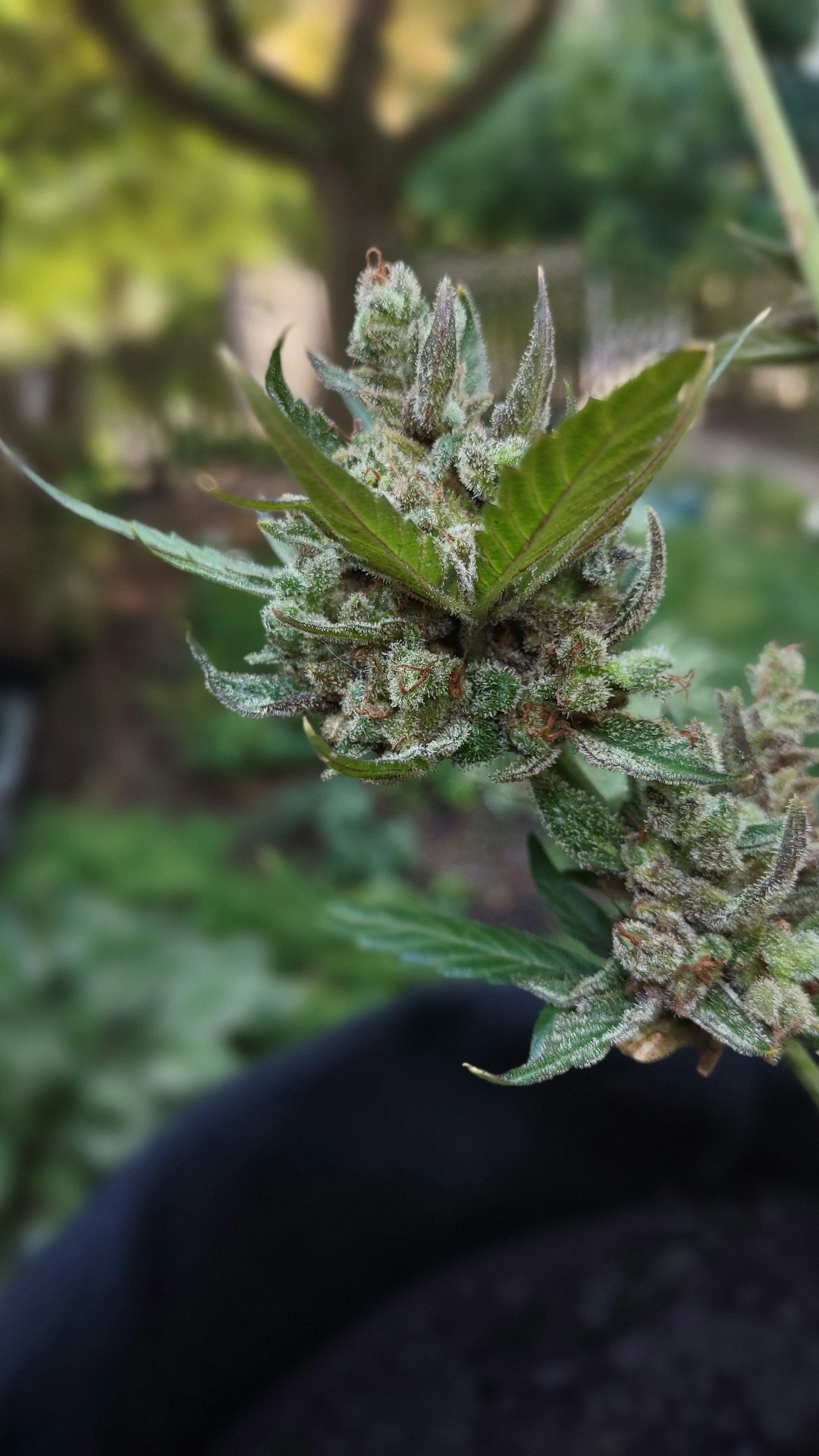 Выращивание конопли из семян