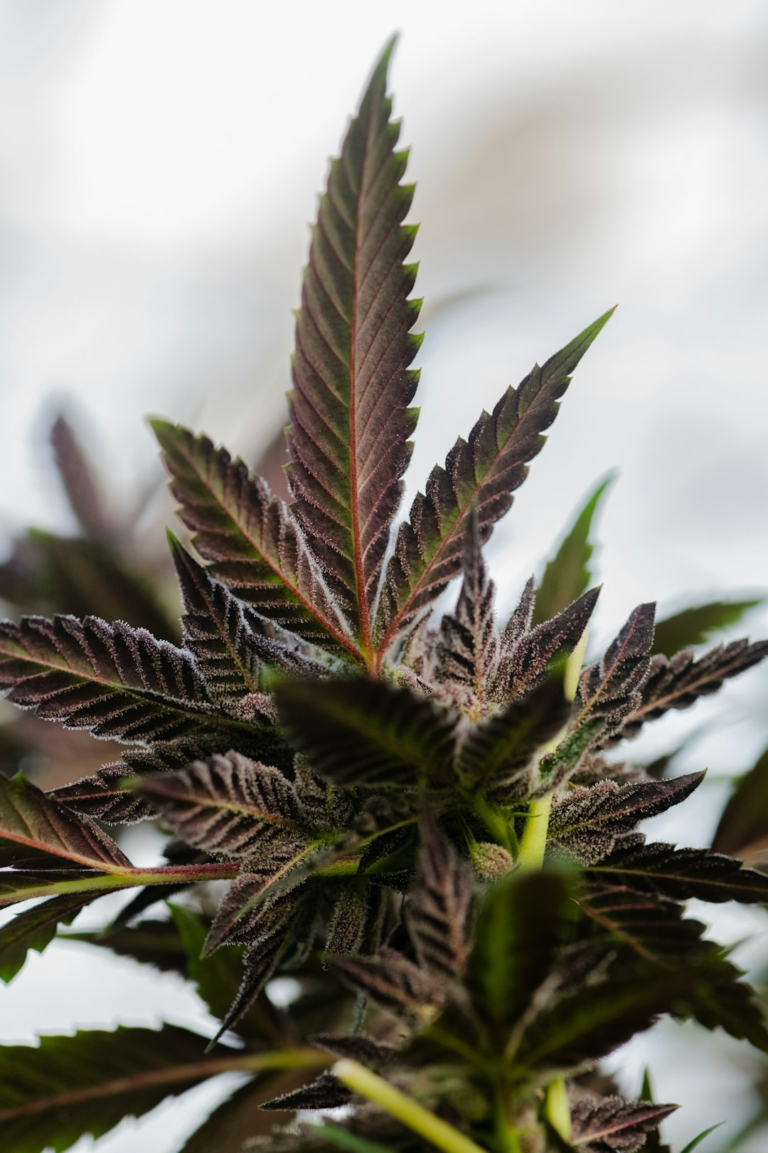 Купить марихуану в Волгограде и ее правовой статус в России