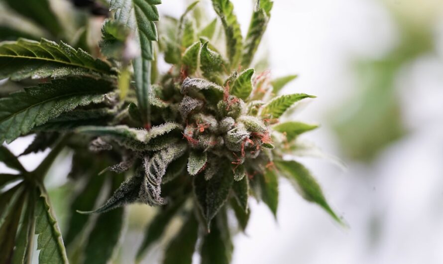 Как правильно прорастить семена марихуаны пошаговое руководство