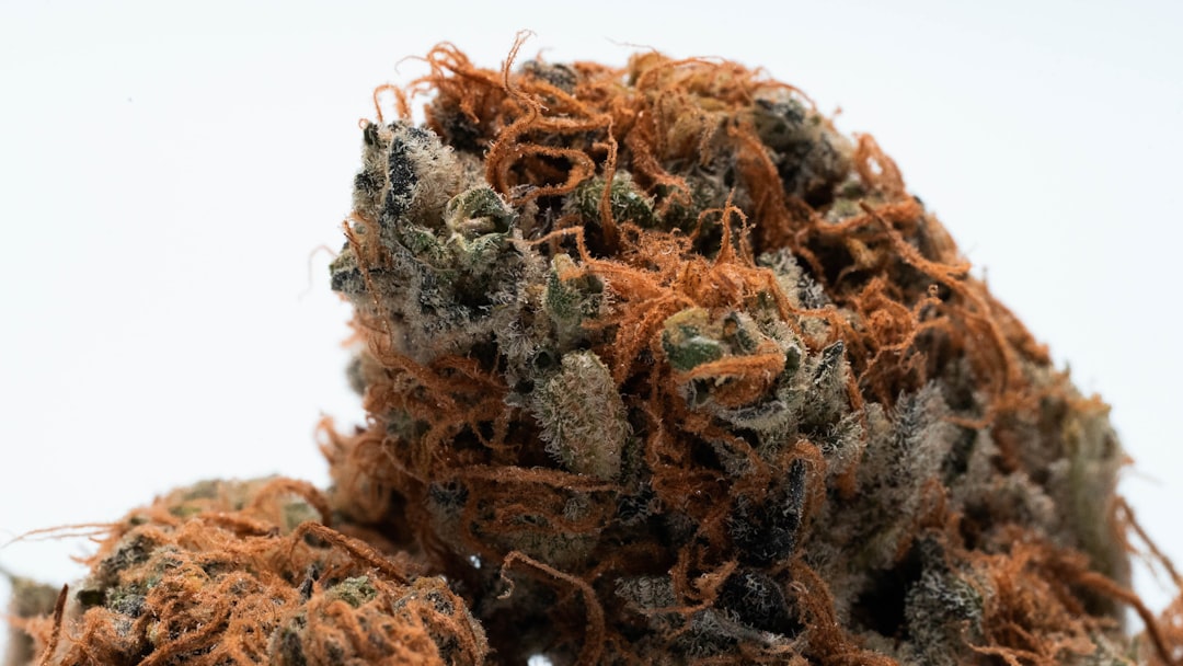 Сорт конопли Auto Ice Cool feminised от Sweet Seeds