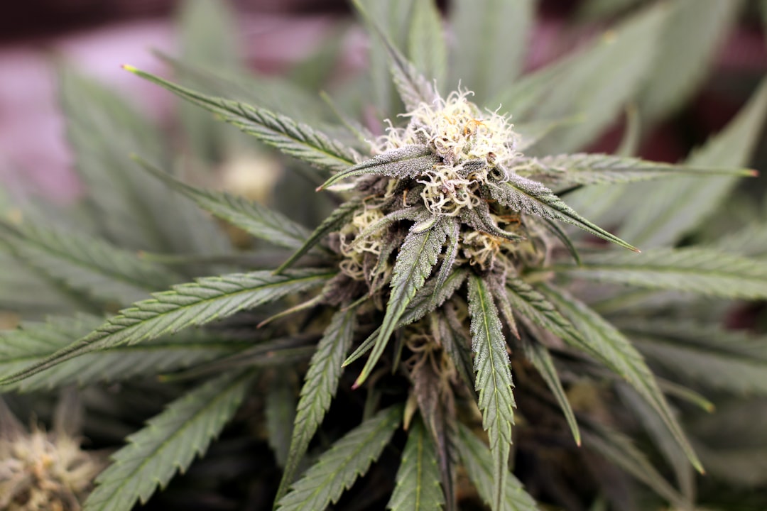 Конопля и ее свойства