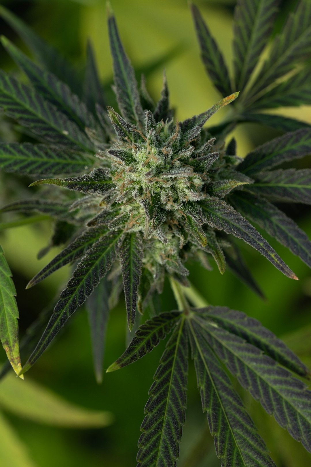 Купить гашиш в Минске и Беларуси