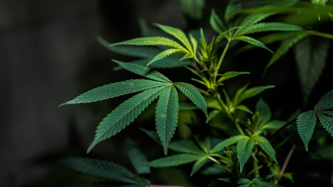 Покупка семян конопли: свойства, цена и процесс приобретения