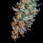 Выращивание марихуаны из семян img-2446.jpg