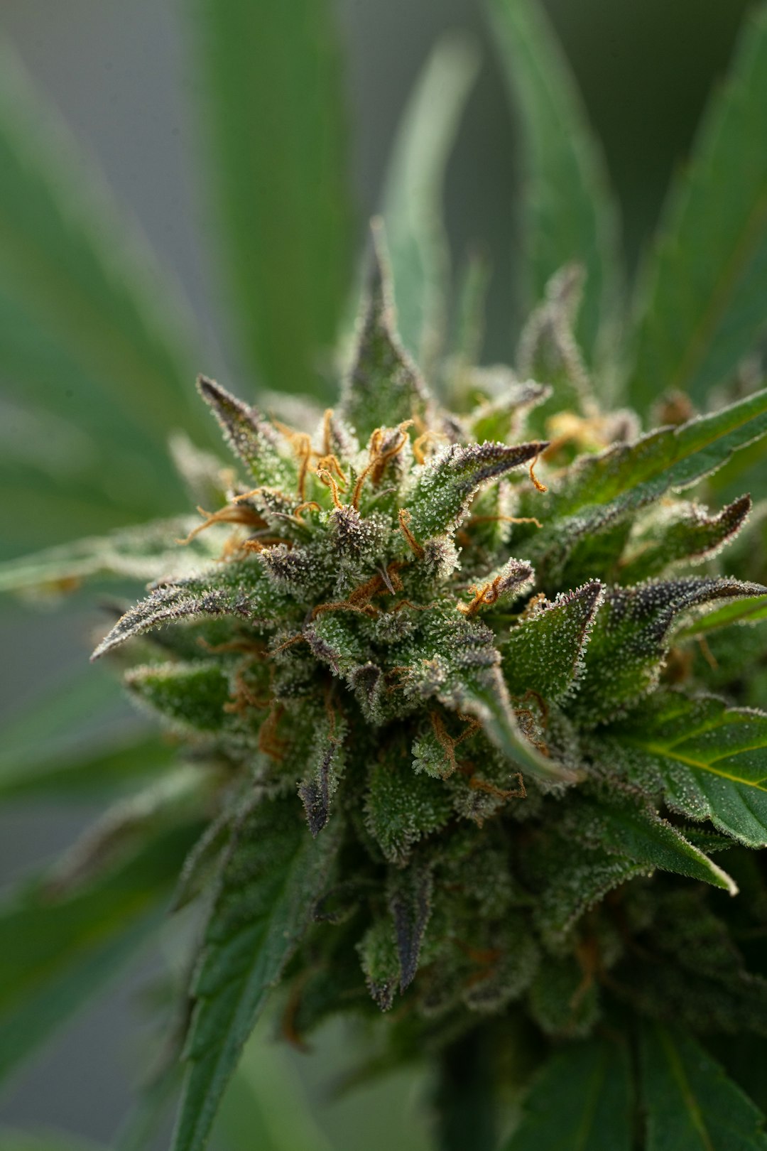 Спайсы и соли для курения: история, свойства и риски употребления