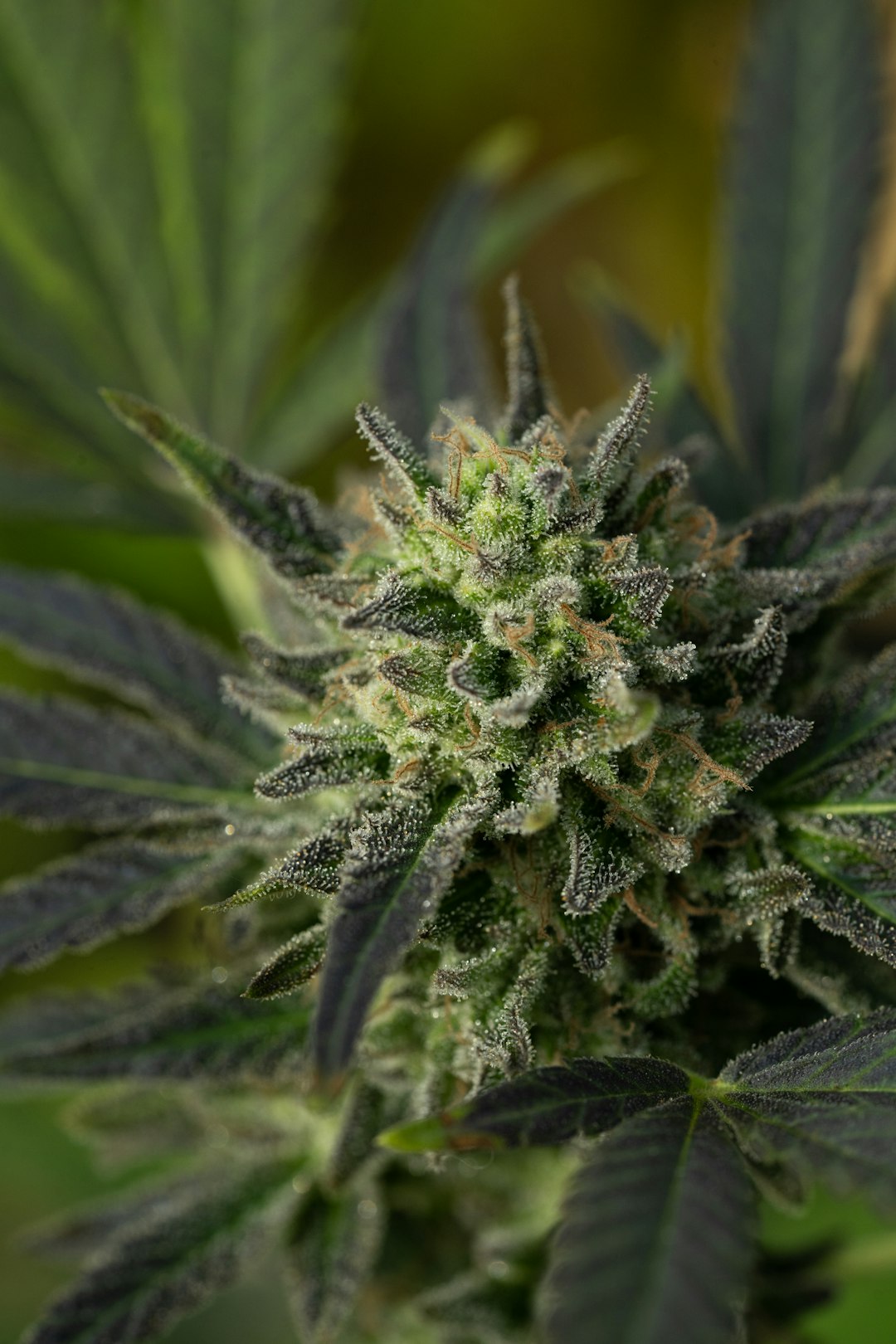 Преимущества и особенности регулярных семян конопли