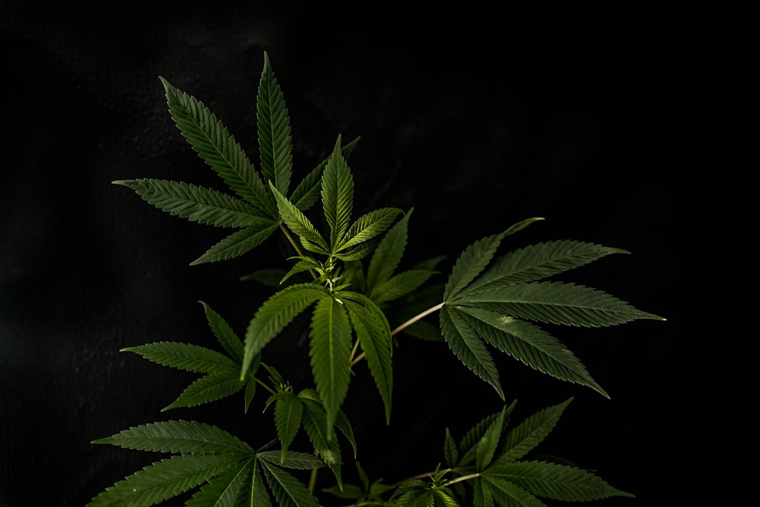 Автоцветущие семена конопли особенности и преимущества выращивания