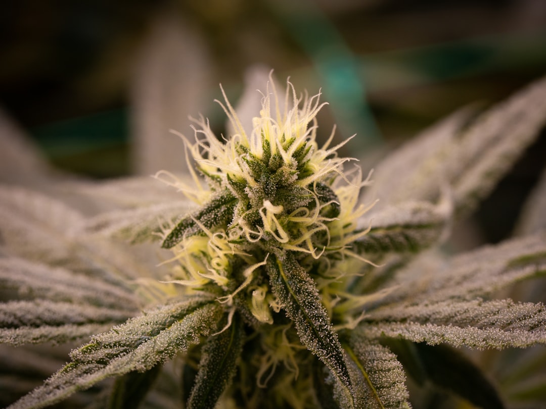 Сорт конопли White Rhino от Green House Seeds