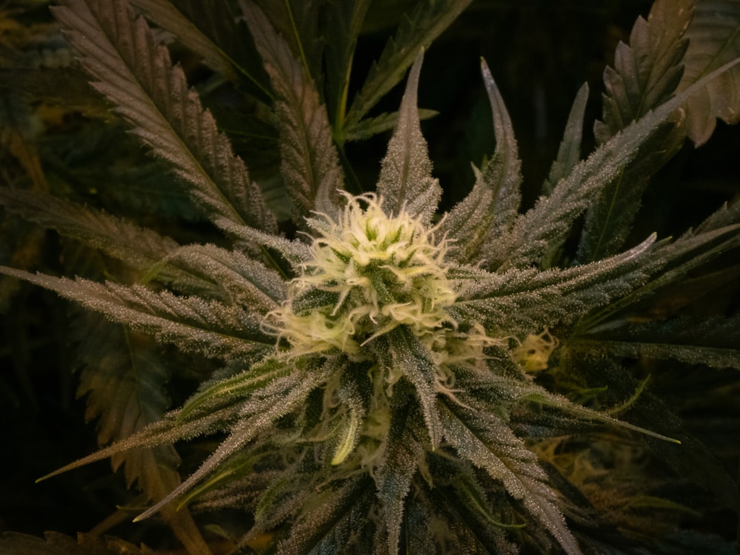 Семена марихуаны Гагарин описание и особенности сорта