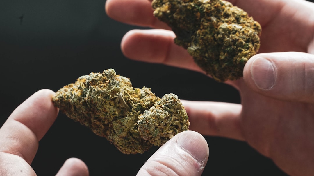 Семена конопли в кулинарии и их полезные свойства