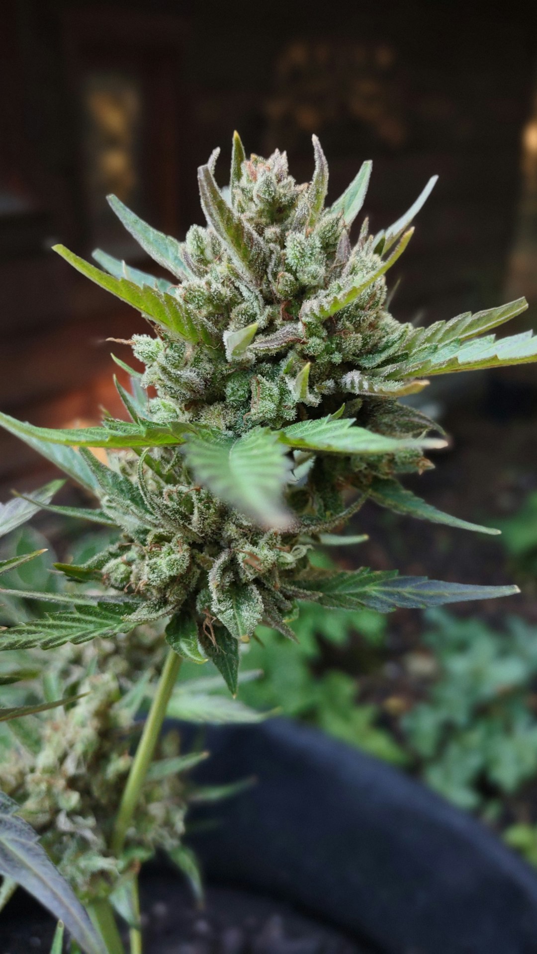 Кодеин в Оренбургской области: свойства, применение и правила продажи