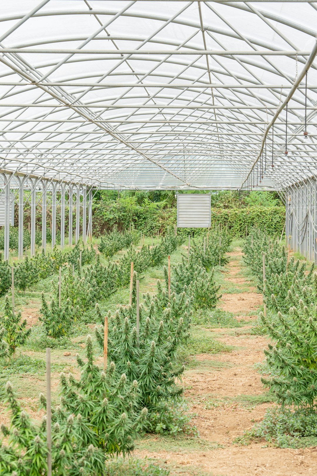 Конопляное масло свойства и польза применение и выбор качественного продукта