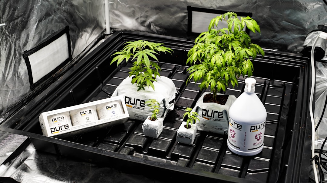 Покупка семян конопли в Украине: особенности и рекомендации