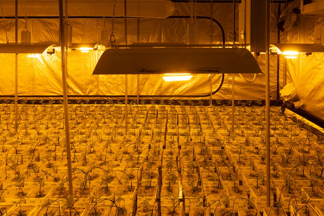 Приобретение семян конопли с доставкой по России