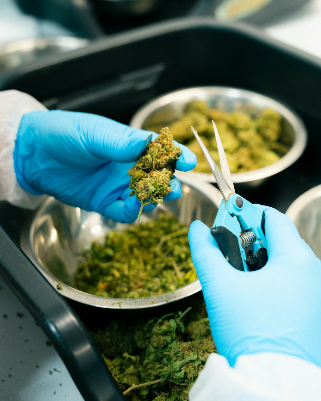 Приобретение семян марихуаны и канабиса в Казахстане онлайн