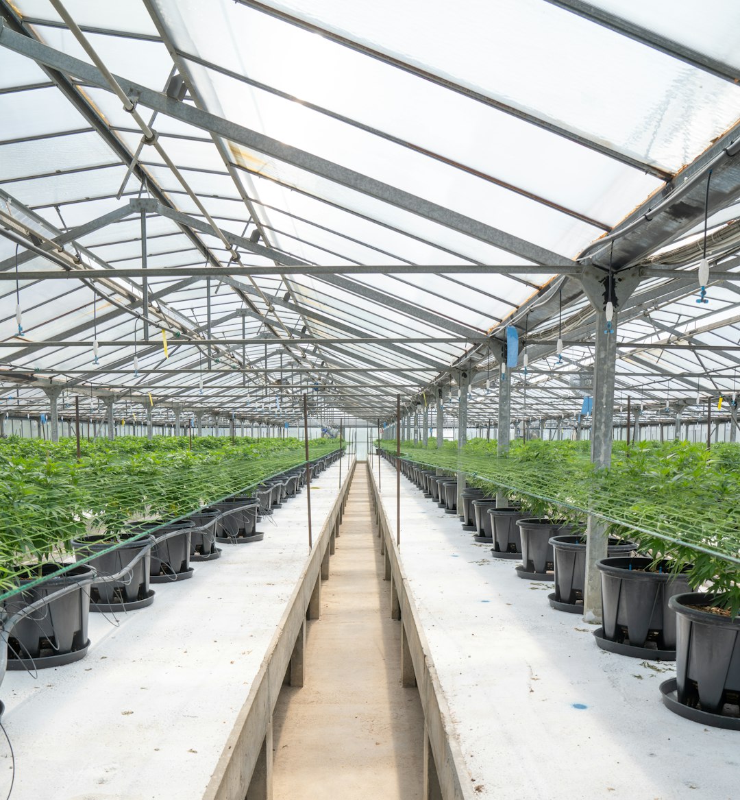 Выращивание марихуаны из семян